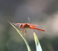 Libellula saturata