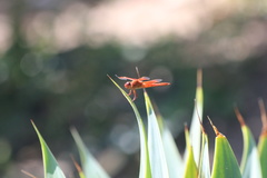 Libellula saturata