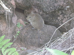 Sigmodon mascotensis