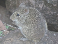 Sigmodon mascotensis