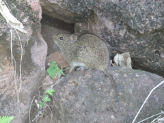 Sigmodon mascotensis