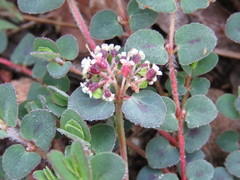 Euphorbia umbellulata
