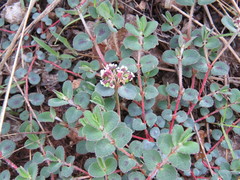 Euphorbia umbellulata