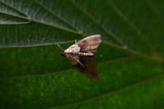 Agrotera nemoralis