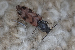 Pseudanostirus tigrinus