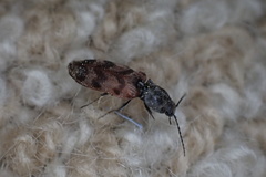 Pseudanostirus tigrinus