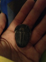Trilobita