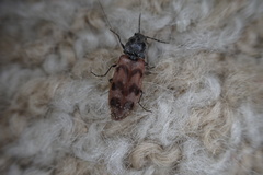 Pseudanostirus tigrinus