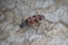 Pseudanostirus tigrinus