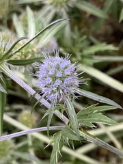 Eryngium integrifolium