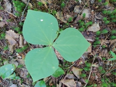 Trillium erectum