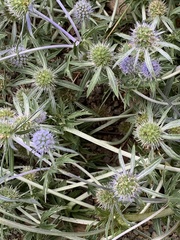 Eryngium integrifolium