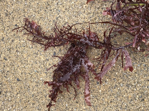 photo of Red Algae (Rhodophyta)