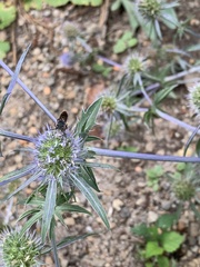 Eryngium integrifolium