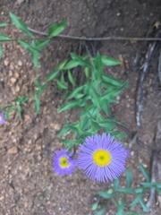 Erigeron subtrinervis