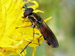 Pyrophaena granditarsis