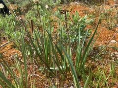 Plantago macrocarpa