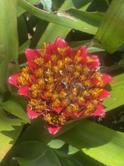 Canistrum aurantiacum