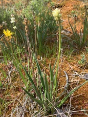 Plantago macrocarpa