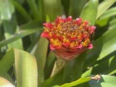 Canistrum aurantiacum