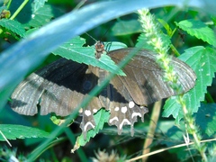 Parides photinus