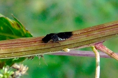 Homalodisca ichthyocephala