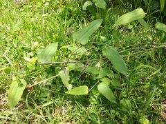 Smilax moranensis