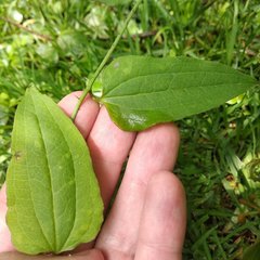 Smilax moranensis
