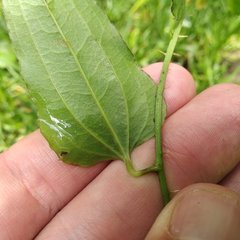 Smilax moranensis