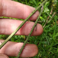 Smilax moranensis