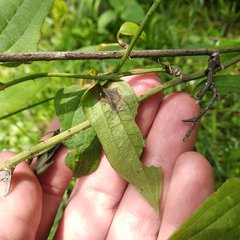 Smilax moranensis