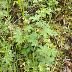 Alchemilla procumbens