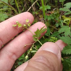 Alchemilla procumbens