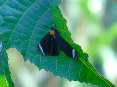 Hyalurga chthonophyle