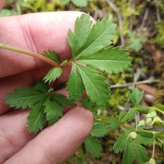 Alchemilla procumbens