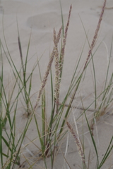 Ammophila champlainensis