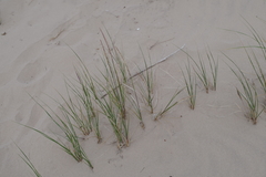 Ammophila champlainensis