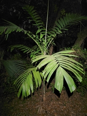 Dypsis lutescens