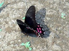 Heraclides rogeri pharnaces
