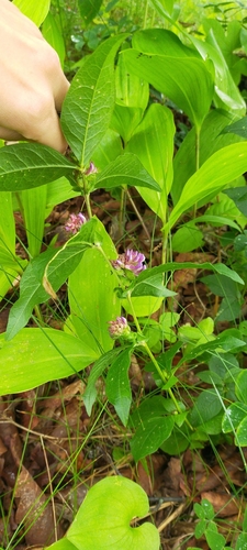 Image of Vicia ohwiana by no rights reserved