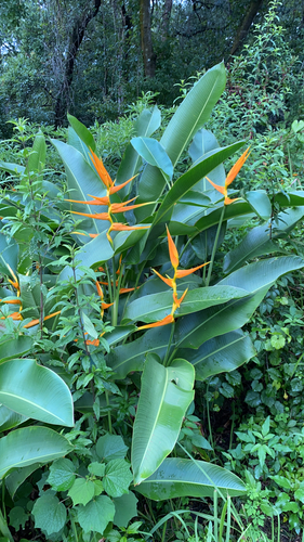 Heliconia latispatha
