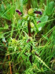 Pedicularis parviflora