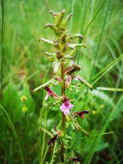 Pedicularis parviflora