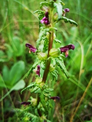 Pedicularis parviflora