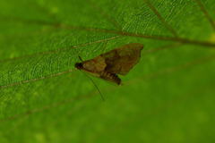 Agrotera nemoralis