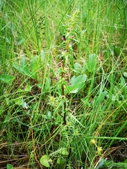 Pedicularis parviflora