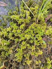 Sphagnum torreyanum