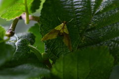 Agrotera nemoralis
