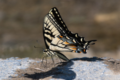 Papilio alexiares garcia