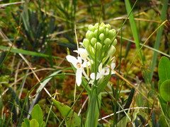 Platanthera blephariglottis blephariglottis
